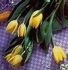 Controlling Digital Image Quality Example
